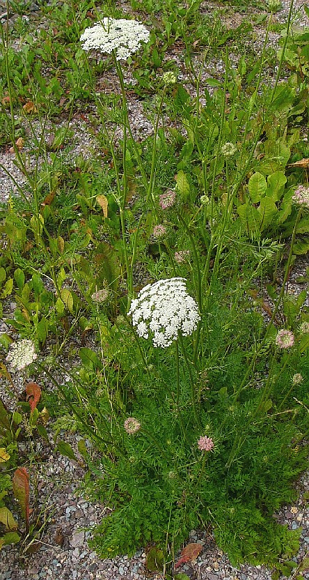 P1280228.JPG_A.jpg