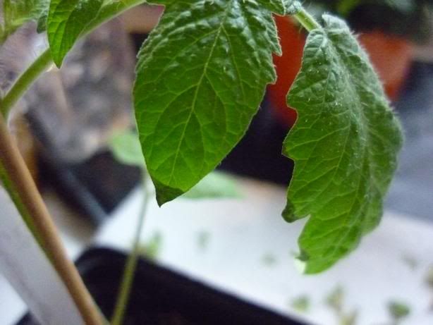 Tomatoberry27032011.jpg