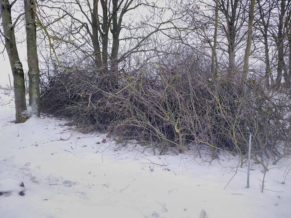 strauchhaufen_winter.jpg
