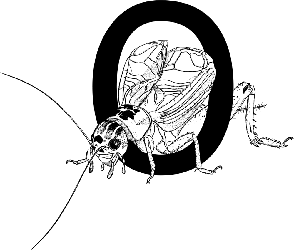 www.orthoptera.ch