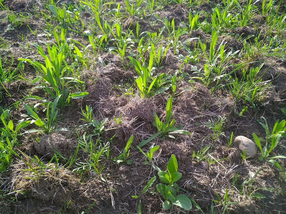 wildwiese_03.06.2026.jpg