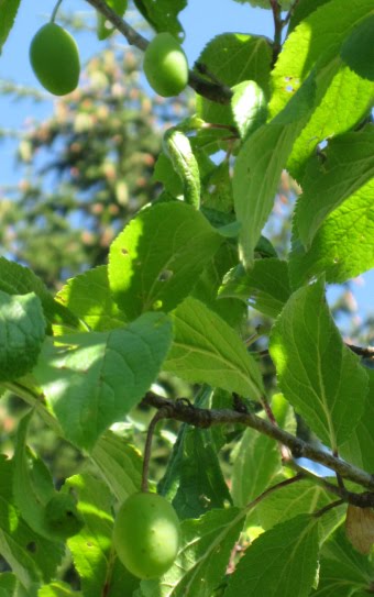 Zwetschgenbaum.jpg