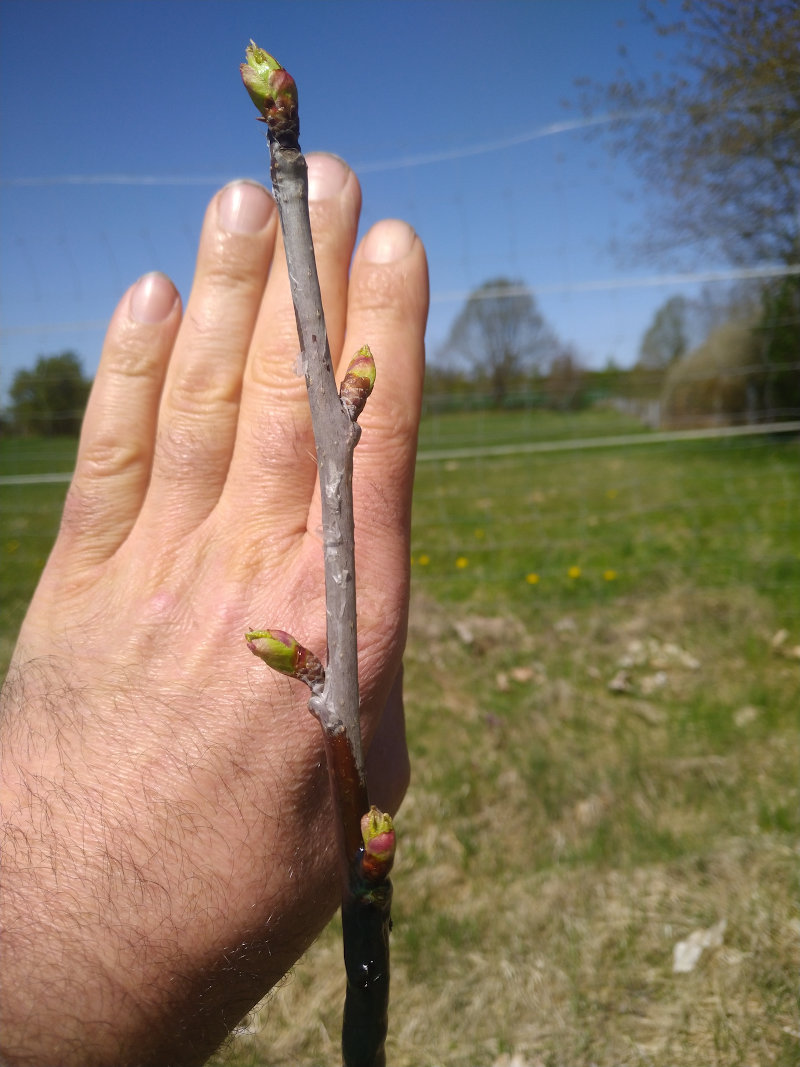 kirschveredelung_26.04.26.jpg