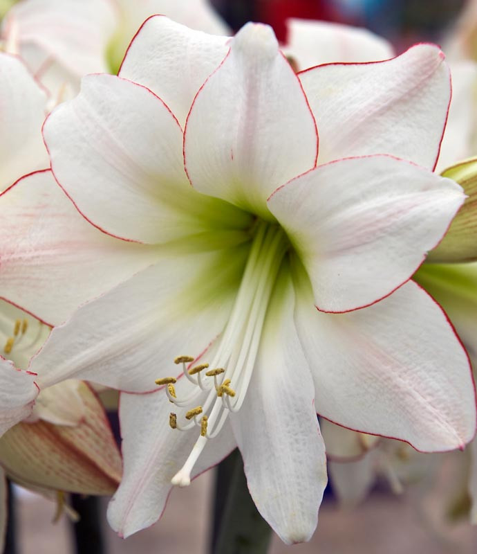 www.gardenia.net
