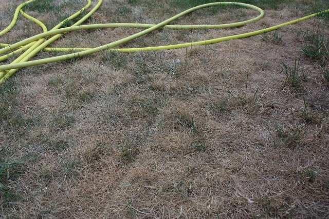 rasen02.jpg