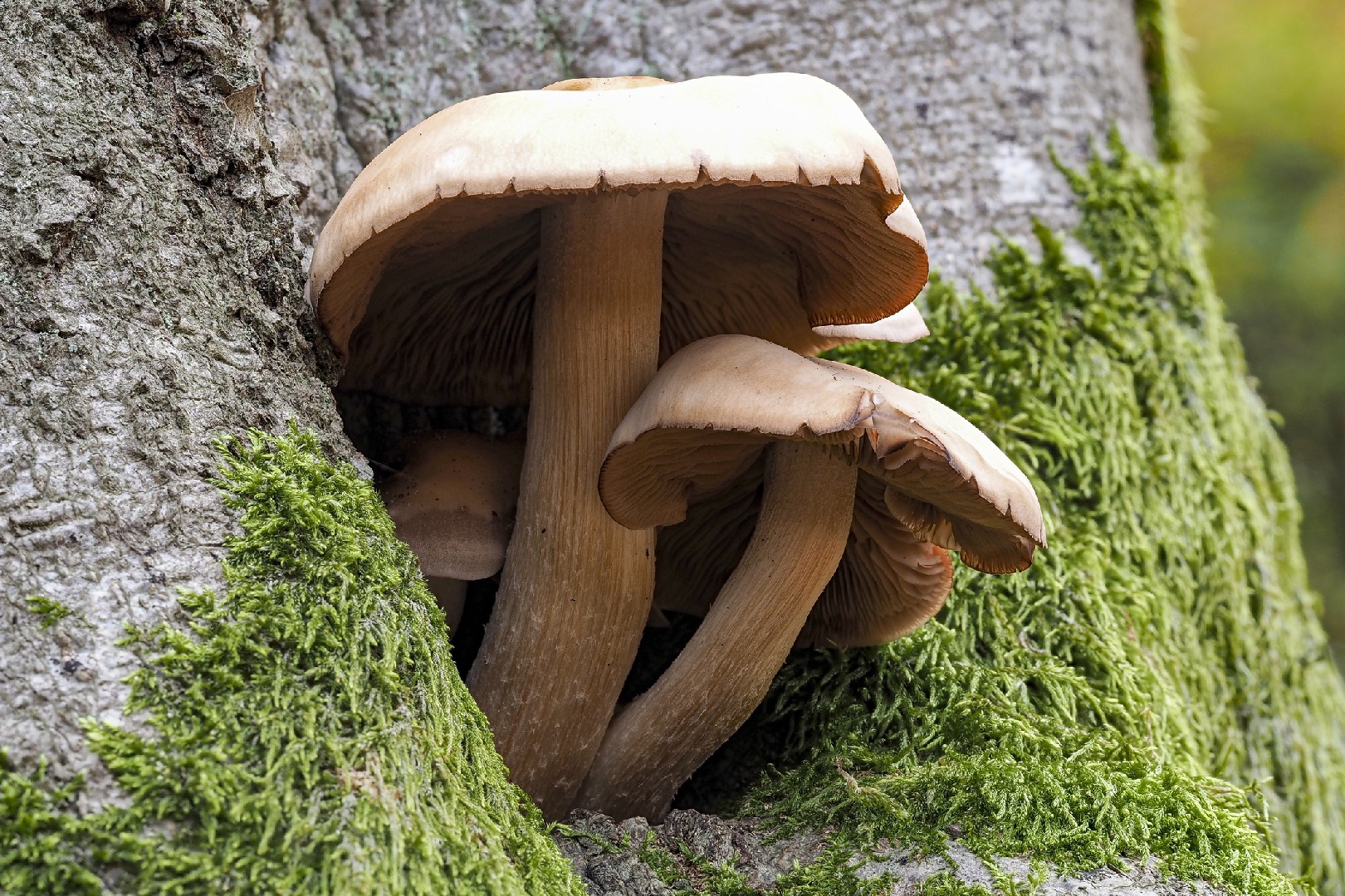 picturemushroom.com