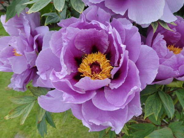 24586430jo.jpg