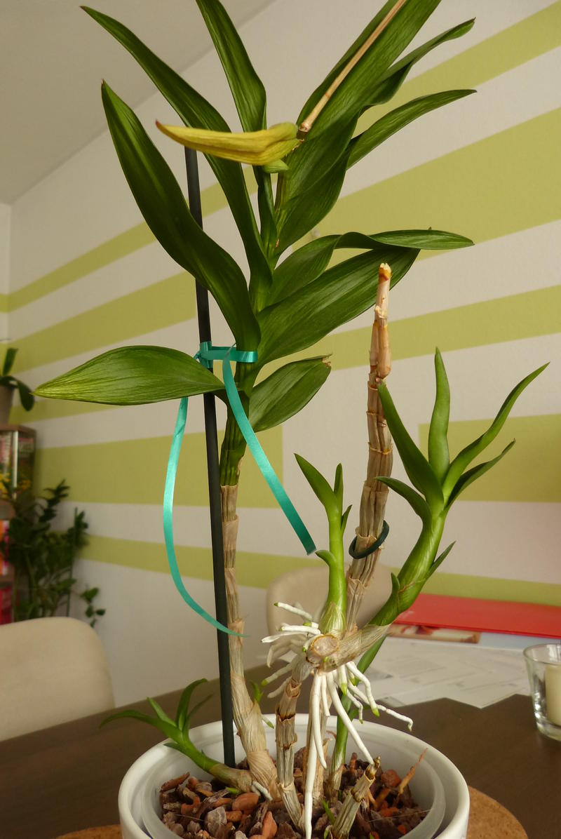 13215932dn.jpg