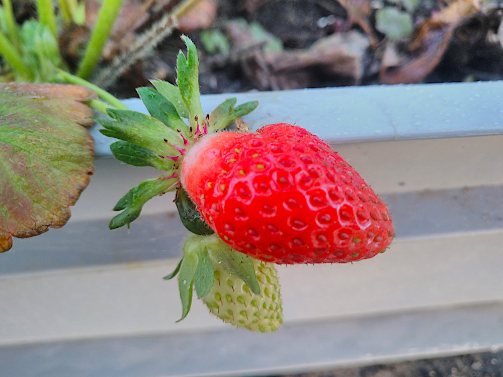 erdbeeren_28.04.26_2.jpg