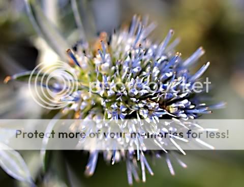 Edeldistel.jpg