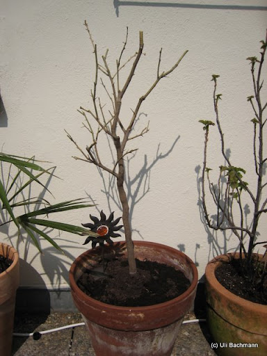 diverse%20087.JPG