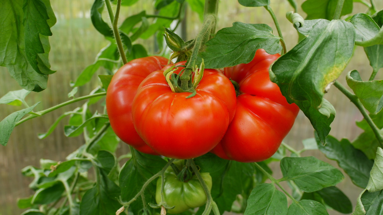 richerts-tomaten.jimdofree.com