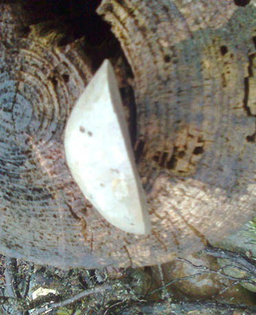17118934bk.jpg