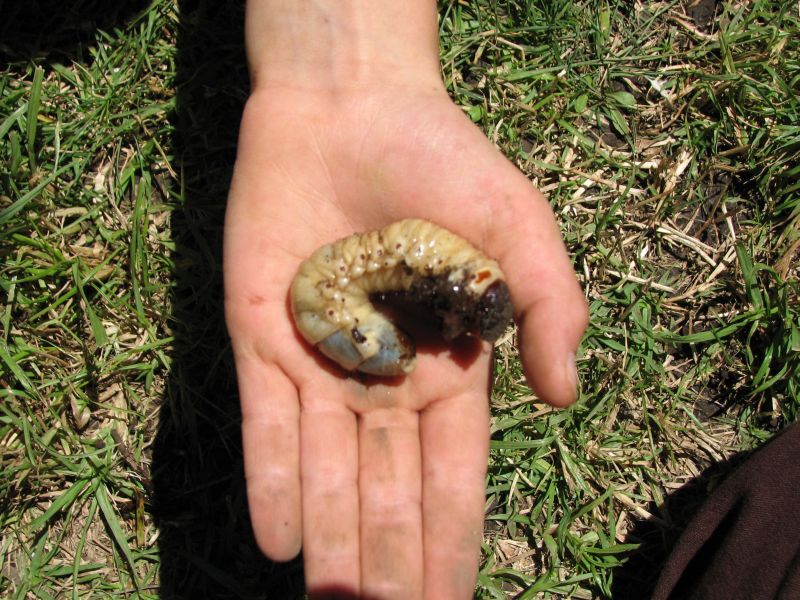 2010-03-Engerling.jpg