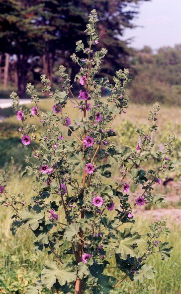 lavatera_arborea1.jpg