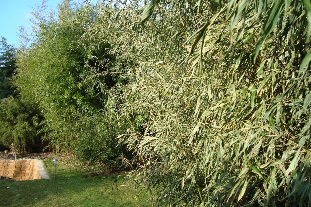 DSC02727.jpg