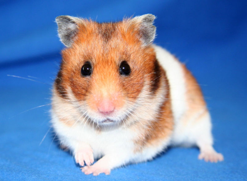 800px-Goldhamster_2.jpg