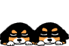 fetch131.gif