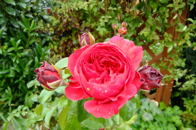 35479520ne.jpg