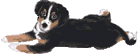 pup_kwispelen.gif