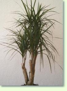 dracaena-4.jpg