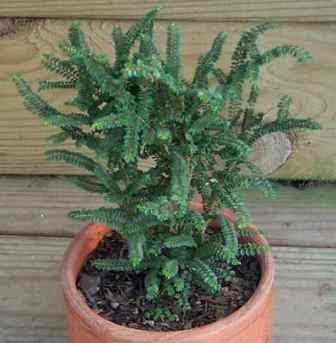 Ulmus%20parvifolia%20%27Hokkaido%27%20(1).jpg