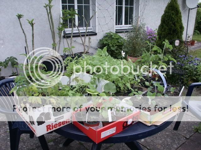 260508allesgestewasichnocheinpflanz.jpg