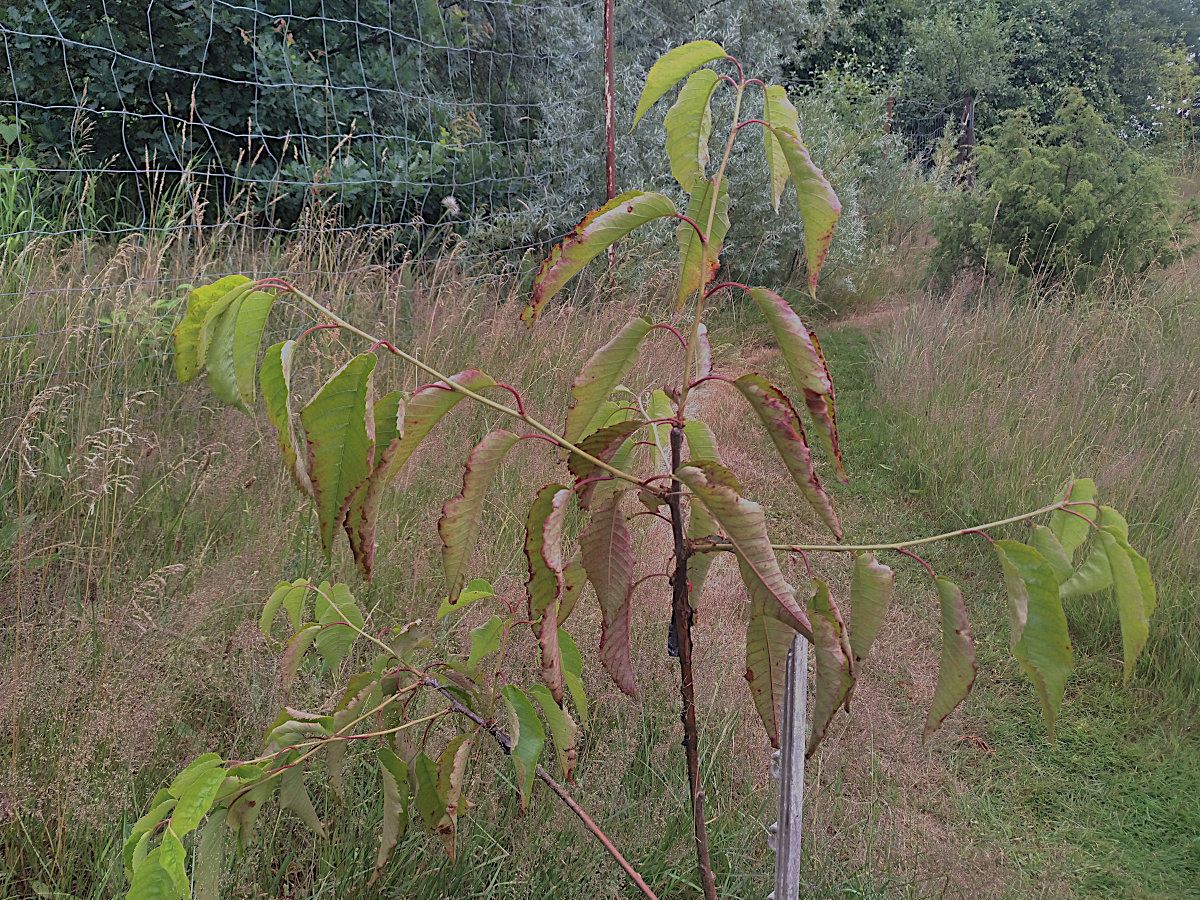veredelung_06.07.26_1.jpg