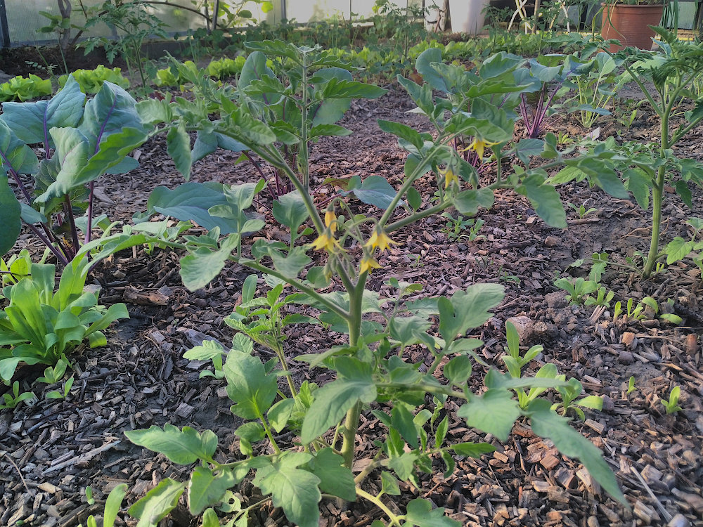 tomate_28.04.26.jpg