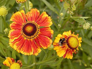 1664-helenium-sonnenbraut-3.jpg