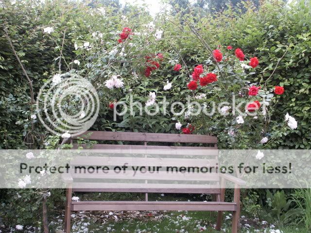 140608Rosenbogen004.jpg