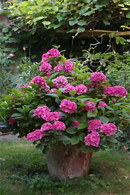 Hortensie-im-Topf.jpg