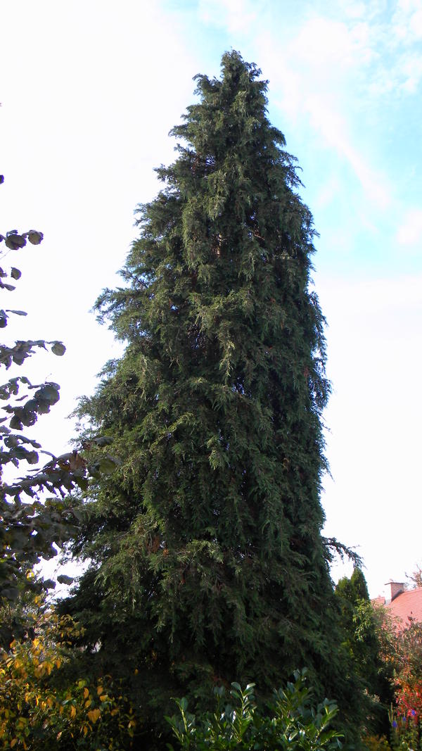 16351365jt.jpg