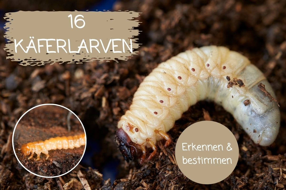 gartenrat.de