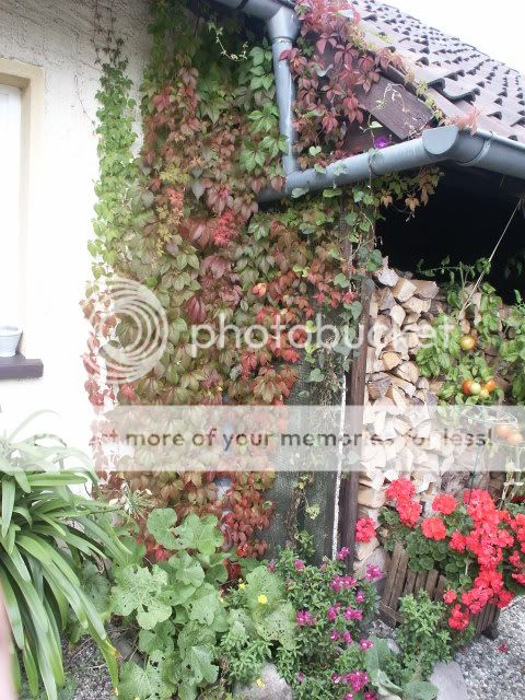 250908WilderWeinnebenBrofenster003.jpg