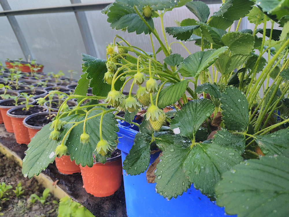 erdbeeren_28.04.26_1.jpg