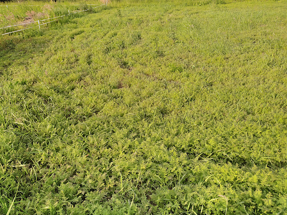 phacelia_03.06.26.jpg