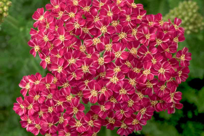 www.gardenia.net