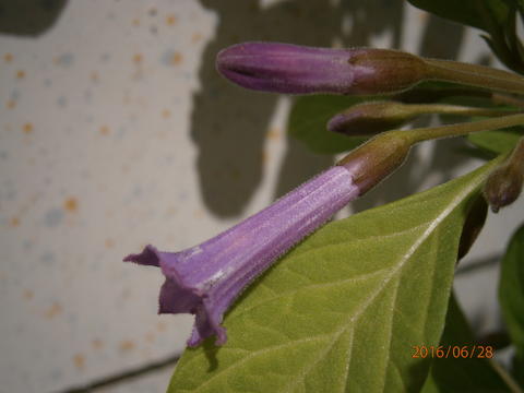 26043467wq.jpg