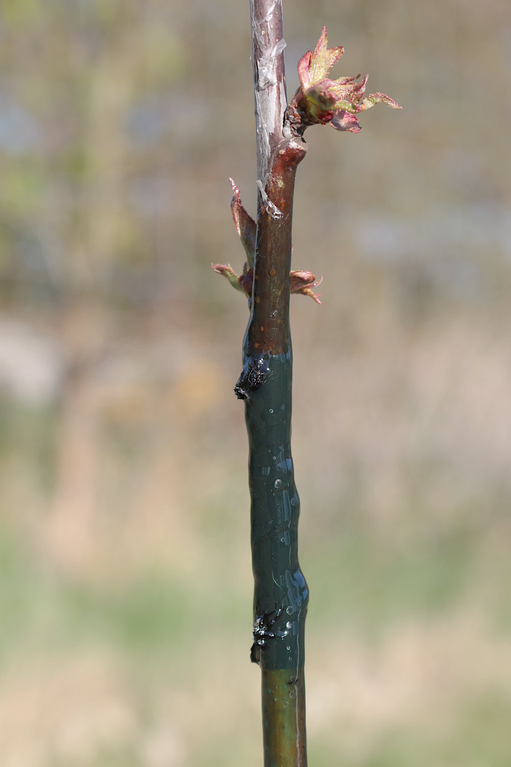 kirschveredelung_01.05.26_2.jpg