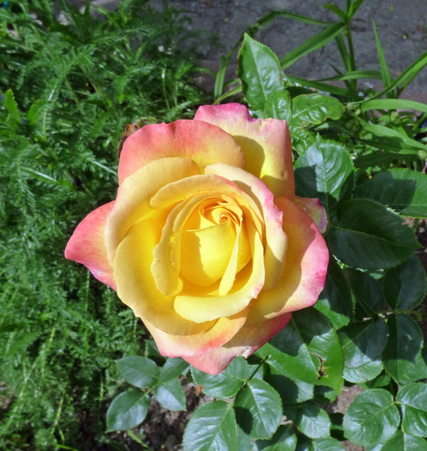 36316478ia.jpg