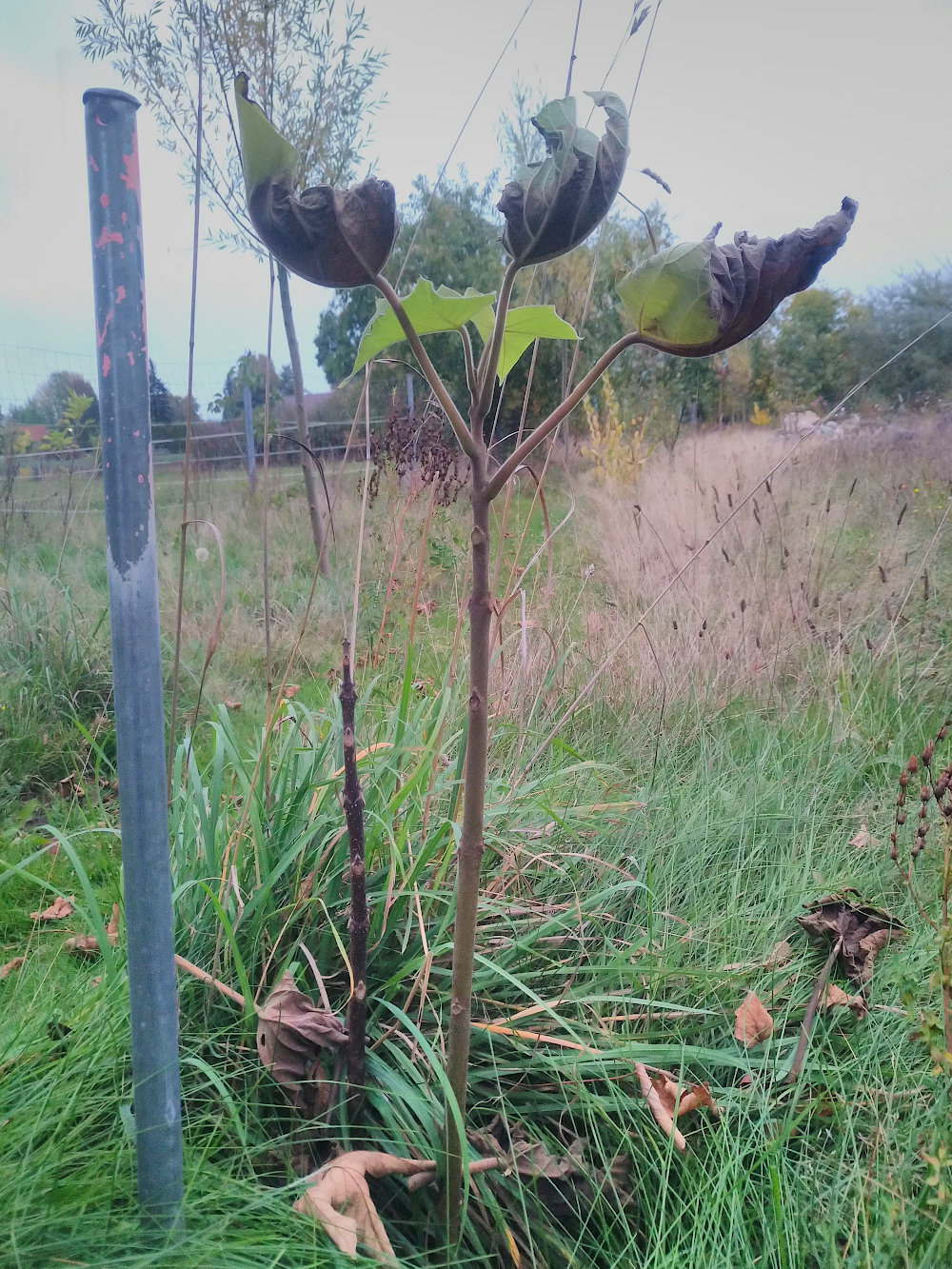 paulownia_20.10.26.jpg