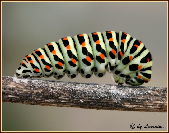 IMG_6377%2012-08-2007.jpg