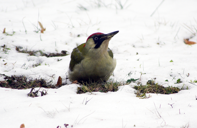 fsvlgdrl.jpg