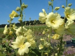 alcea_rugosa.jpg