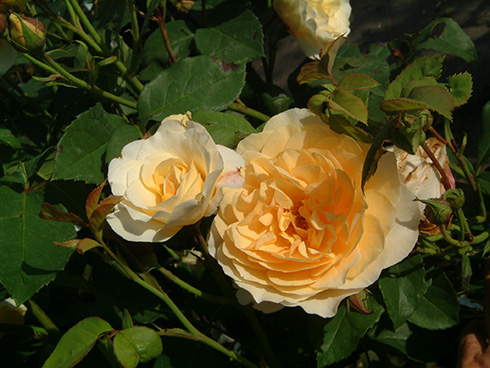 graham_thomas_0131.jpg
