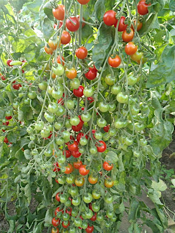 cocktailtomaten_28.08.jpg