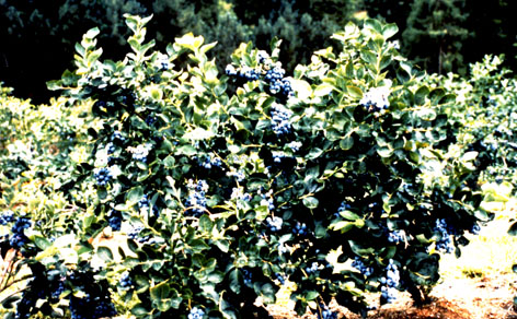 blackburn%20birkensee%20web.jpg