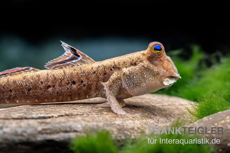 www.interaquaristik.de