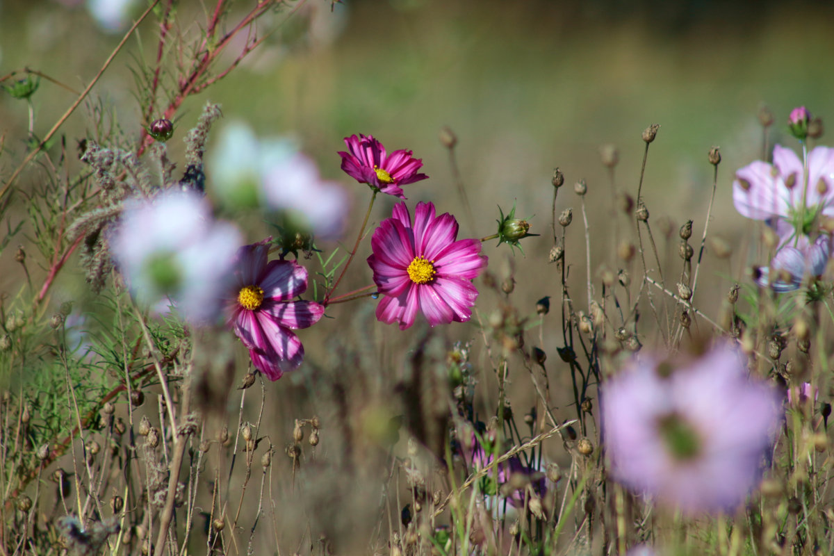 cosmea_12.10.26.jpg
